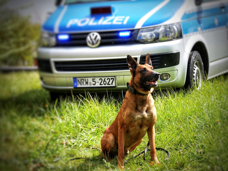 POL-HA: Mann greift Diensthundführer und Polizeihund Ragnar an - Foto: presseportal.de