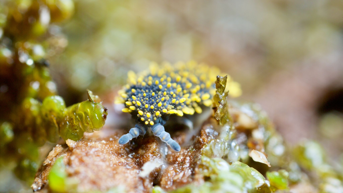 Böden sind laut einer neuen Studie weltweit das artenreichste Ökosystem. - Foto: Andy Murray/-/dpa