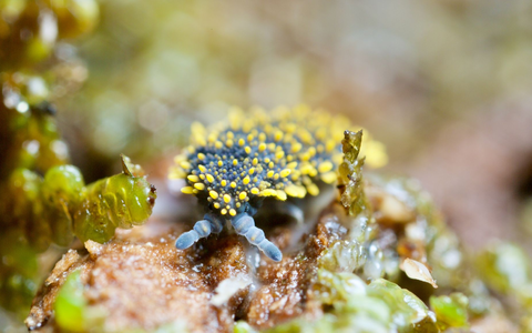 Böden sind laut einer neuen Studie weltweit das artenreichste Ökosystem. - Foto: Andy Murray/-/dpa