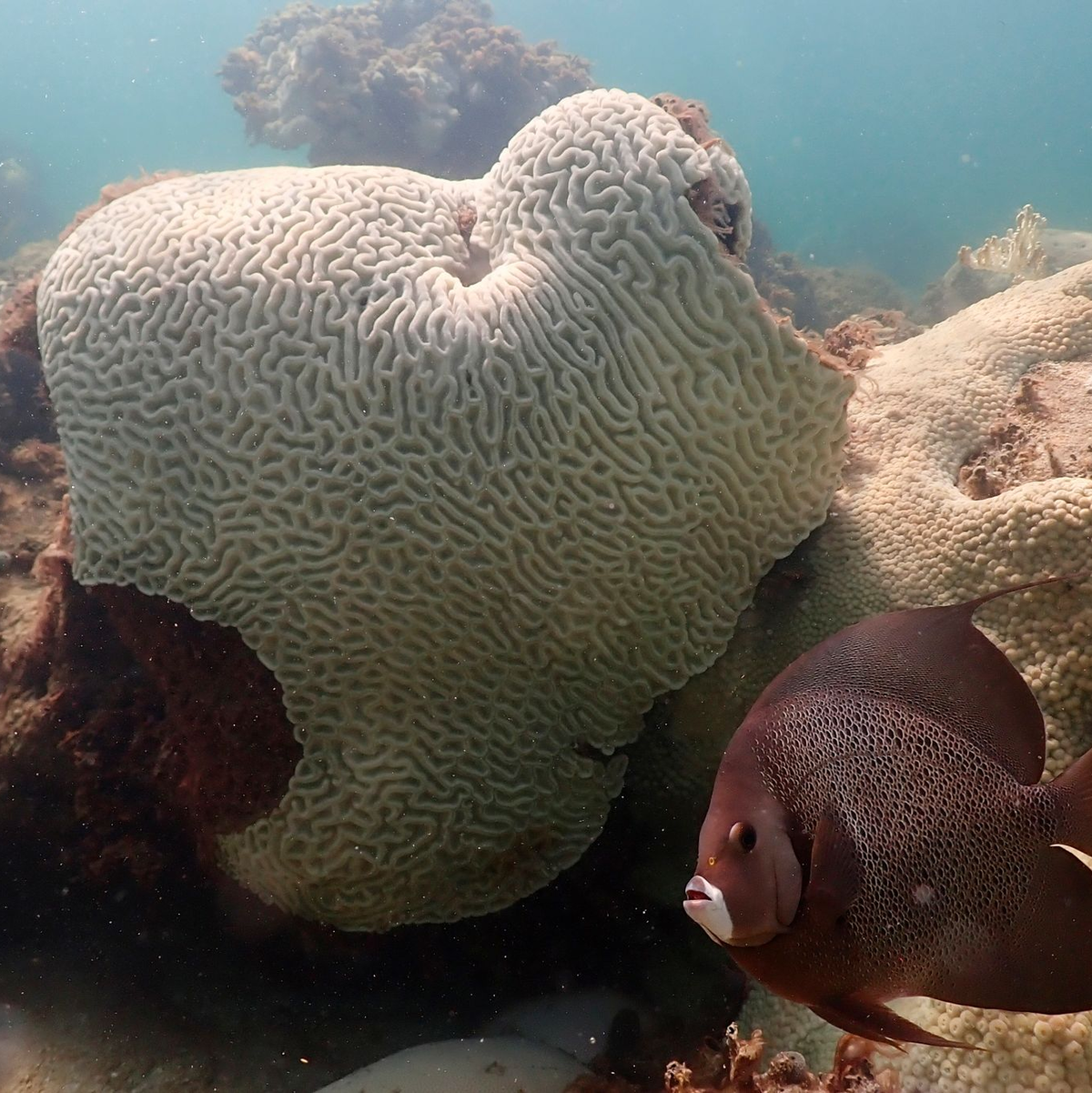 Zahlreiche Korallen drohen in diesem Jahr angesichts der Temperaturen auszubleichen. - Foto: Andrew Ibarra/NOAA/AP/dpa