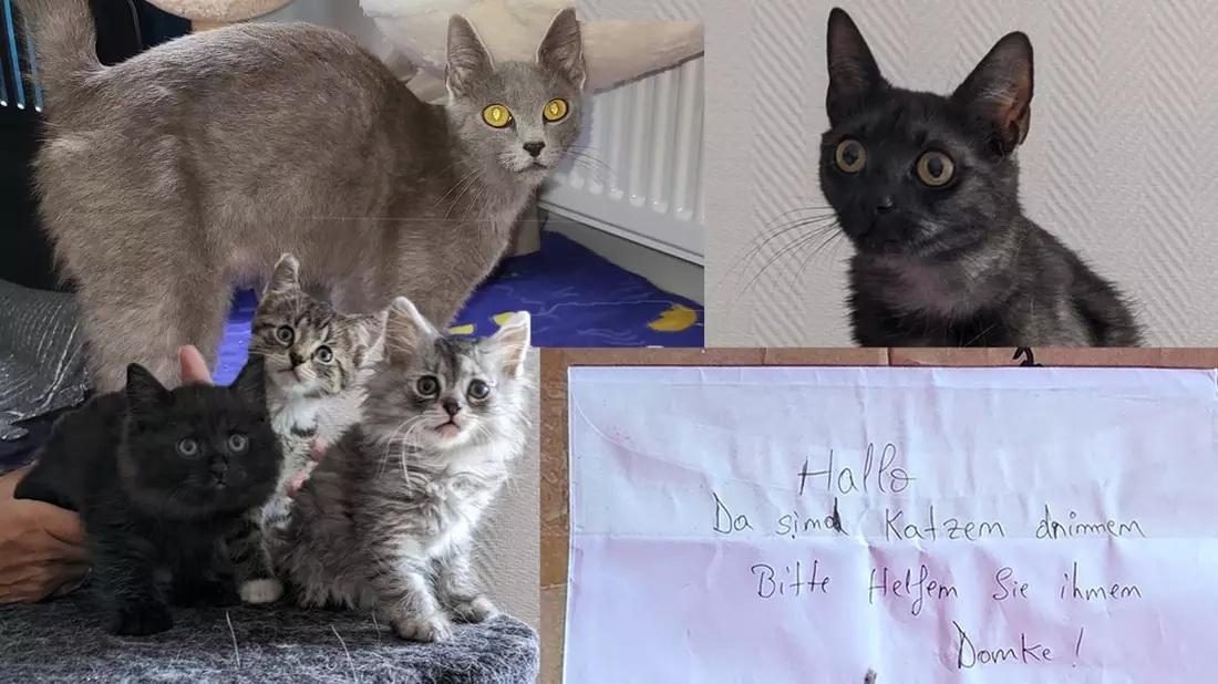 POL-DU: Alt-Homberg: Zwei tote Katzen gefunden - Polizei sucht Zeugen - Bild: presseportal.de