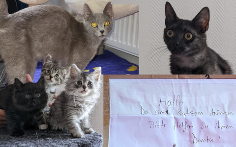 POL-DU: Alt-Homberg: Zwei tote Katzen gefunden - Polizei sucht Zeugen - Foto: presseportal.de