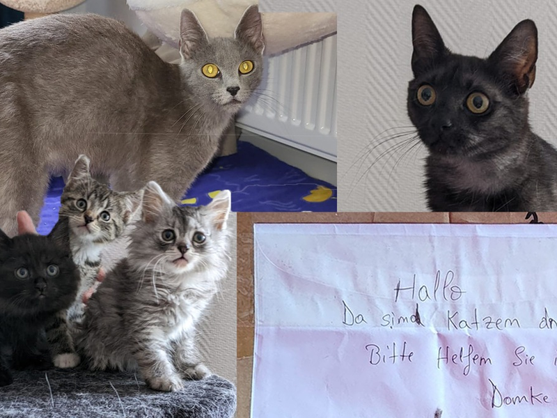 POL-DU: Alt-Homberg: Zwei tote Katzen gefunden - Polizei sucht Zeugen - Foto: presseportal.de