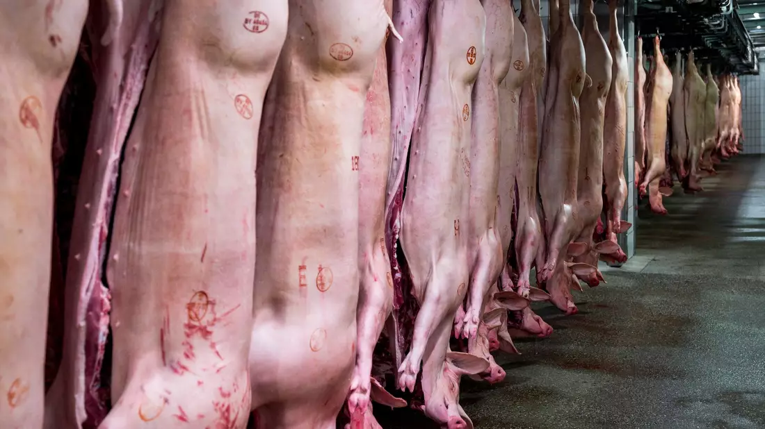 Schweinehälften hängen im Kühlhaus eines Schlachthofs. Mit einem Anteil von 62 Prozent bleibt Schwein die mit Abstand wichtigste Fleischart vor Geflügel (23,2 Prozent) und Rind (14,5 Prozent). - Bild: Daniel Vogl/dpa