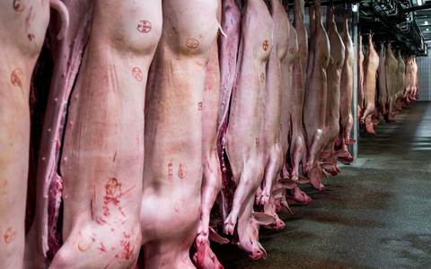 Schweinehälften hängen im Kühlhaus eines Schlachthofs. Mit einem Anteil von 62 Prozent bleibt Schwein die mit Abstand wichtigste Fleischart vor Geflügel (23,2 Prozent) und Rind (14,5 Prozent). - Foto: Daniel Vogl/dpa
