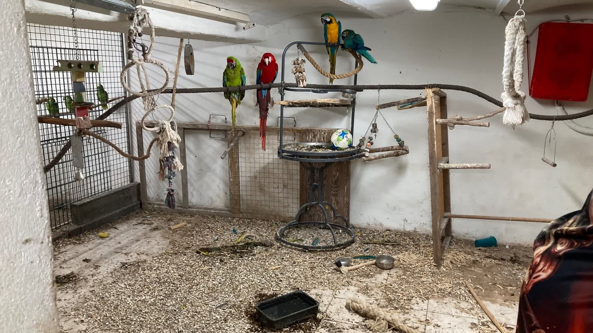 HZA-M: Zoll entdeckt seltene Singvögel - Foto: presseportal.de