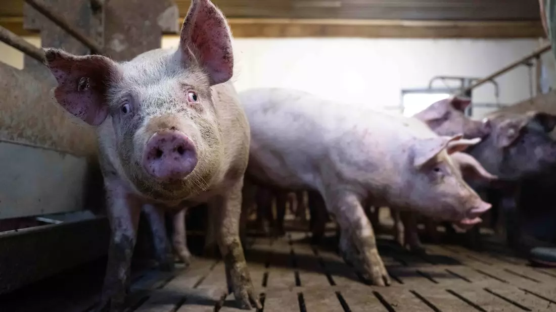 Schweine im Mastbetrieb: Sowohl Aldi als auch  Lidl wollen ihr Tierwohl-Angebot ausbauen. - Bild: Sina Schuldt/dpa