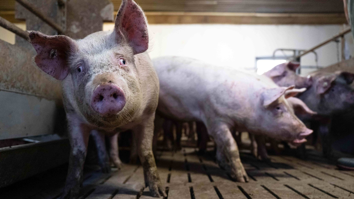 Schweine im Mastbetrieb: Sowohl Aldi als auch  Lidl wollen ihr Tierwohl-Angebot ausbauen. - Foto: Sina Schuldt/dpa