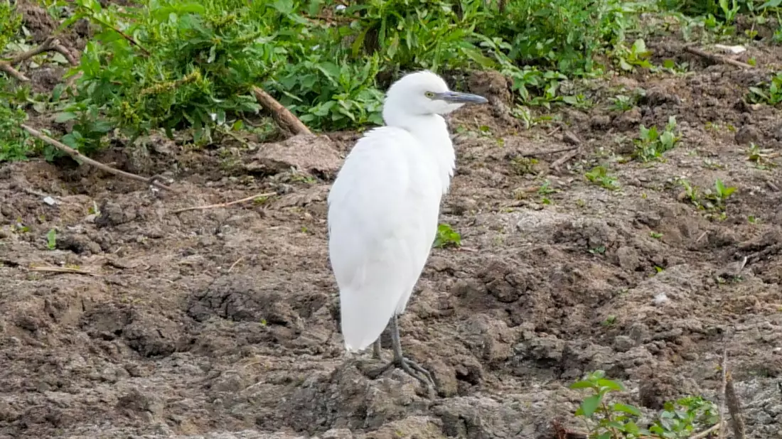 Ein Kuhreiher steht auf einem Feld am Altmühlsee in Mittelfranken. Nach Angaben des Landesbunds für Vogel- und Naturschutz brütet die Vogelart erstmals in Deutschland. - Bild: Sonja Dollhopf/LBV/dpa