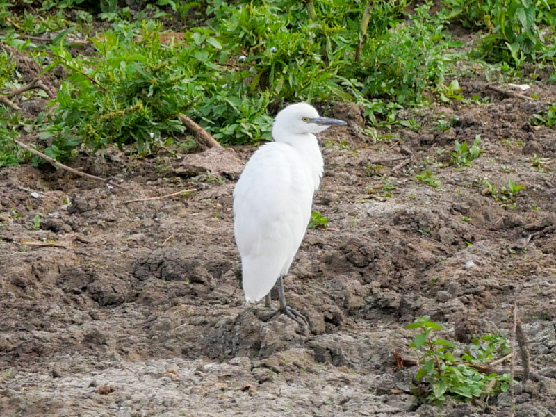 Ein Kuhreiher steht auf einem Feld am Altmühlsee in Mittelfranken. Nach Angaben des Landesbunds für Vogel- und Naturschutz brütet die Vogelart erstmals in Deutschland. - Foto: Sonja Dollhopf/LBV/dpa