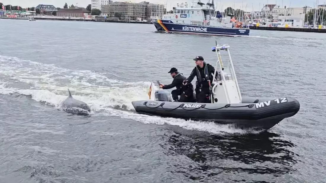 Ein Delfin folgt dem motorisierten Schlauchboot der Wasserschutzpolizei vor Rostock-Warnemünde. - Bild: -/Landeswasserschutzpolizeiamt MV/dpa