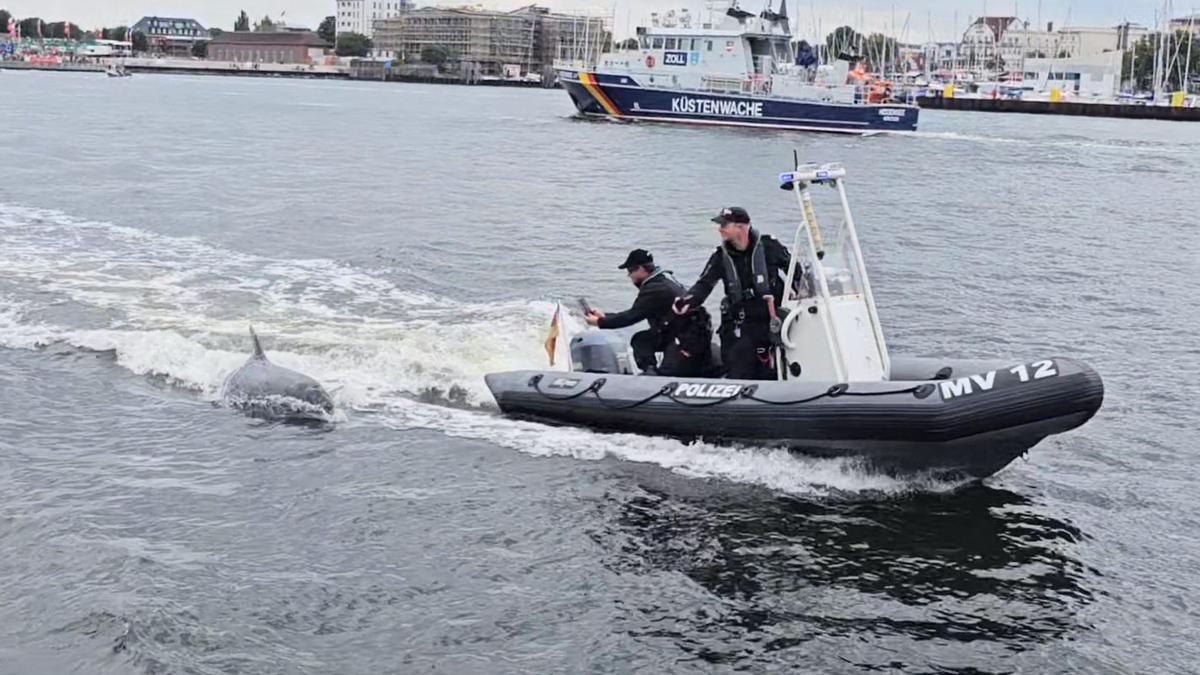 Ein Delfin folgt dem motorisierten Schlauchboot der Wasserschutzpolizei vor Rostock-Warnemünde. - Foto: -/Landeswasserschutzpolizeiamt MV/dpa