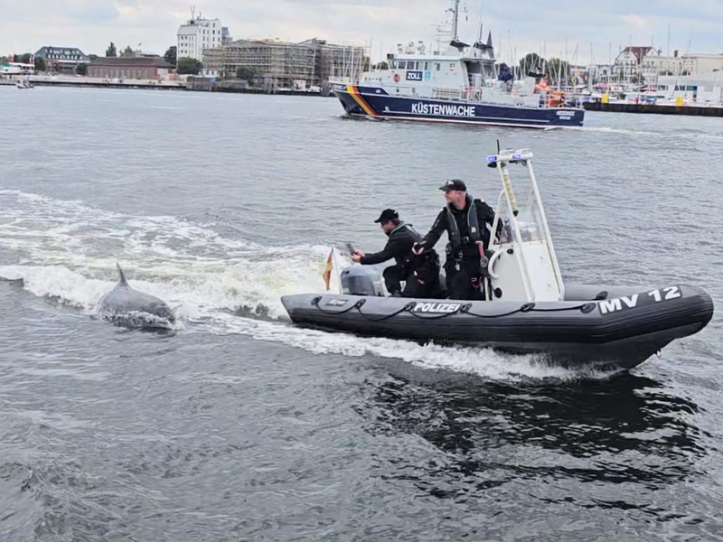 Ein Delfin folgt dem motorisierten Schlauchboot der Wasserschutzpolizei vor Rostock-Warnemünde. - Foto: -/Landeswasserschutzpolizeiamt MV/dpa