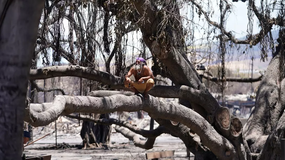 Ein Mann sitzt in Lahaina, Hawaii, auf einem historischen Banyanbaum, der durch einen Waldbrand beschädigt wurde. - Bild: Rick Bowmer/AP/dpa