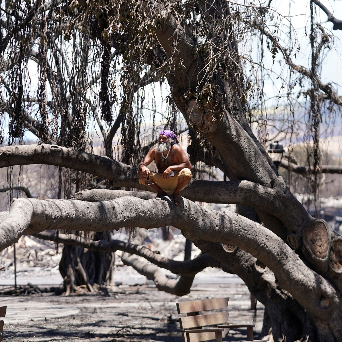 Ein Mann sitzt in Lahaina, Hawaii, auf einem historischen Banyanbaum, der durch einen Waldbrand beschädigt wurde. - Foto: Rick Bowmer/AP/dpa