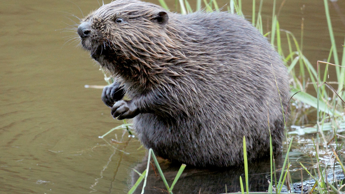 Der zwischenzeitlich als ausgerottet eingestufte Biber besiedelt langsam wieder seine angestammten Reviere. - Foto: Felix Heyder/dpa