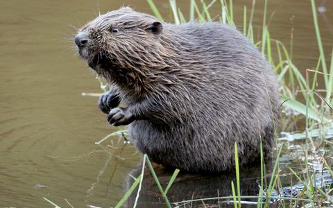 Der zwischenzeitlich als ausgerottet eingestufte Biber besiedelt langsam wieder seine angestammten Reviere. - Foto: Felix Heyder/dpa