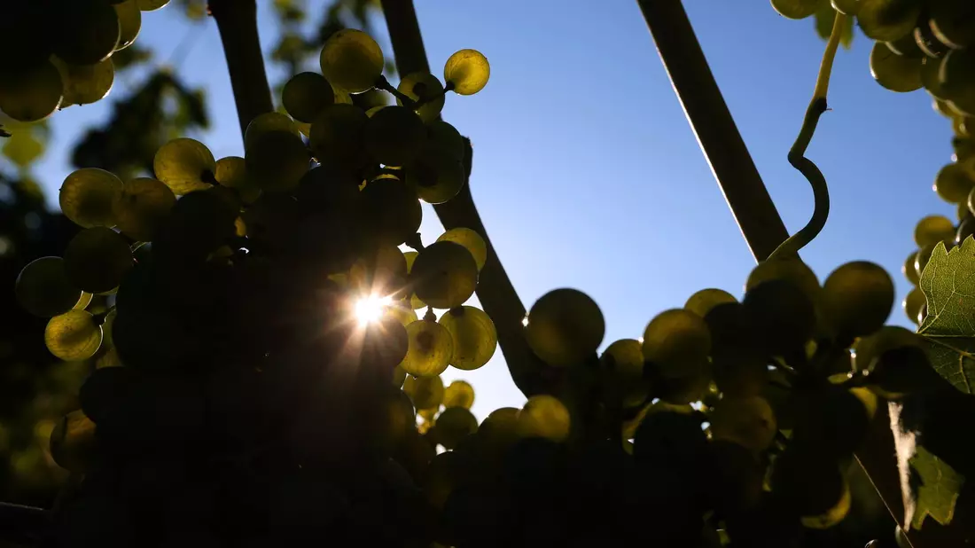 Weintrauben reifen in einem Weinberg. - Bild: Karl-Josef Hildenbrand/dpa