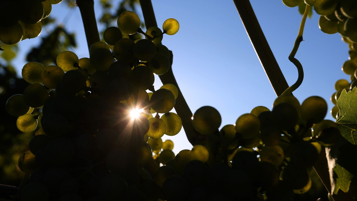 Weintrauben reifen in einem Weinberg. - Foto: Karl-Josef Hildenbrand/dpa