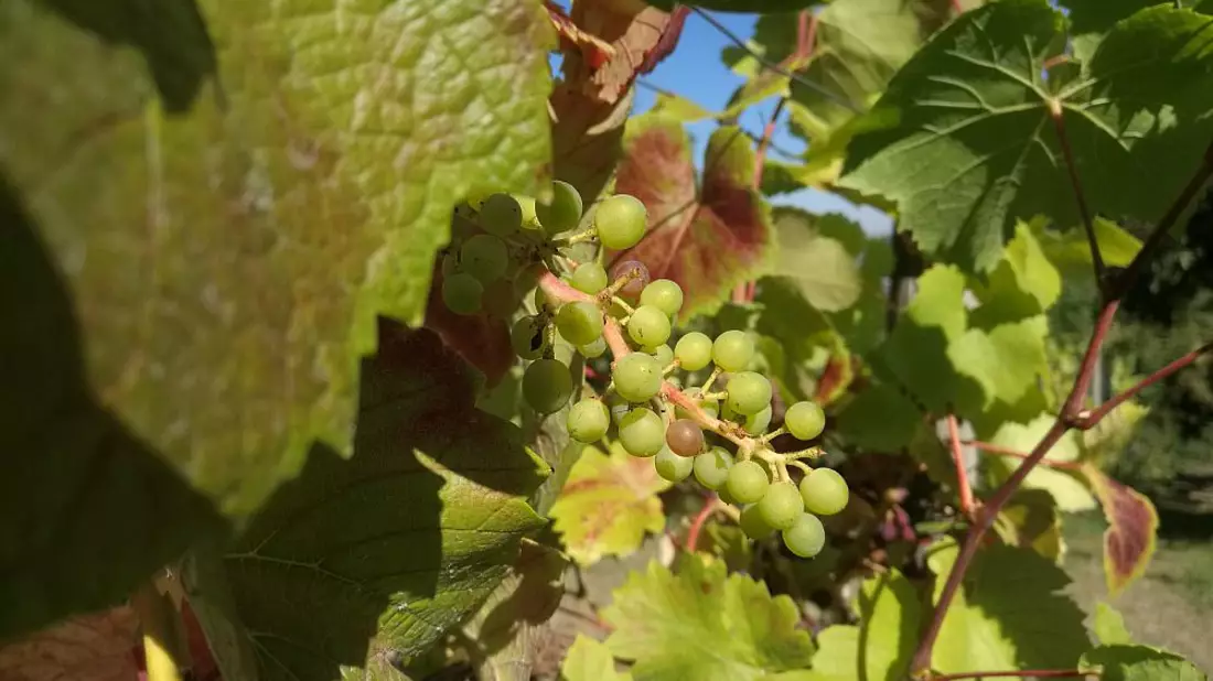 Weinstock (Archiv) - Bild: ?ber dts Nachrichtenagentur