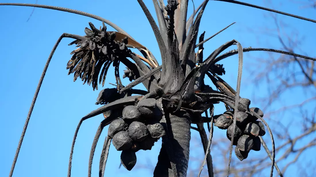 Eine verbrannte Kokospalme in Lahaina auf Hawaii. - Bild: Rick Bowmer/AP