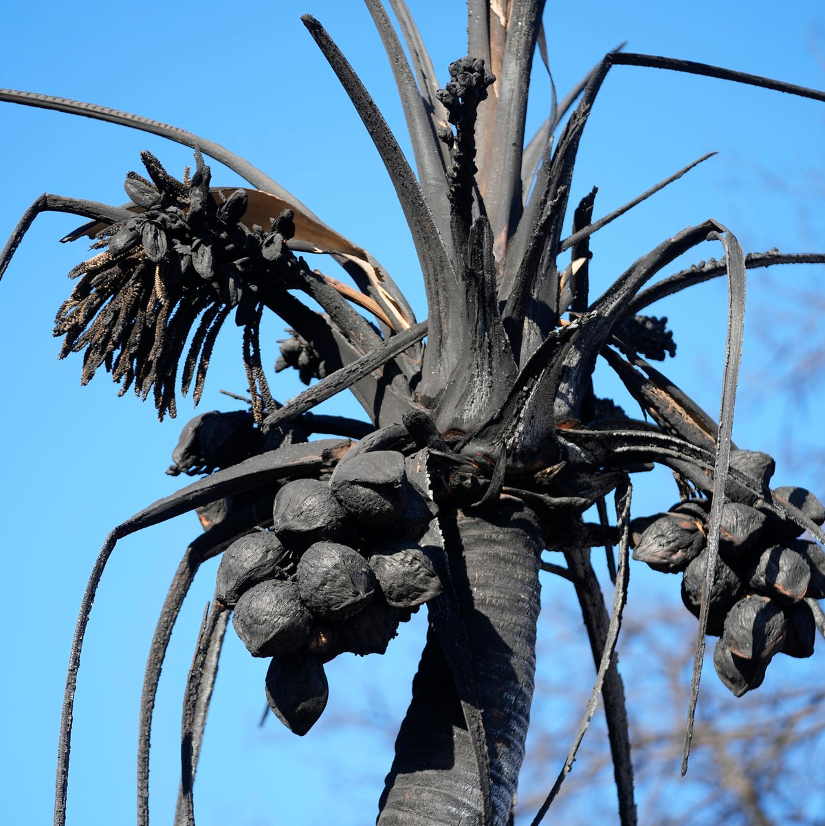 Eine verbrannte Kokospalme in Lahaina auf Hawaii. - Foto: Rick Bowmer/AP
