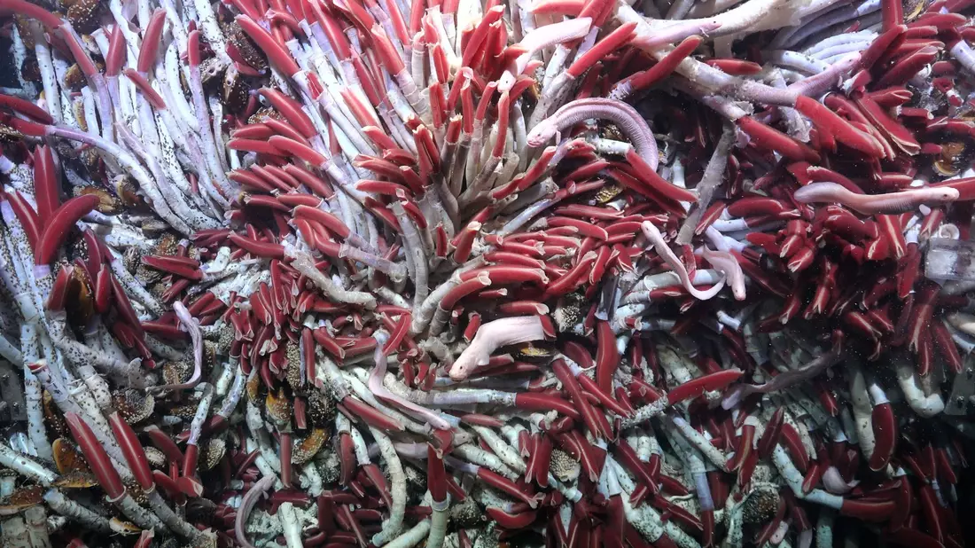 Es wurden Experimente durchgeführt, bei denen die Theorie der Ausbreitung von Arten durch Risse in der Erdkruste getestet wurde. - Bild: Rov Subastian/Schmidt Ocean Institue/dpa