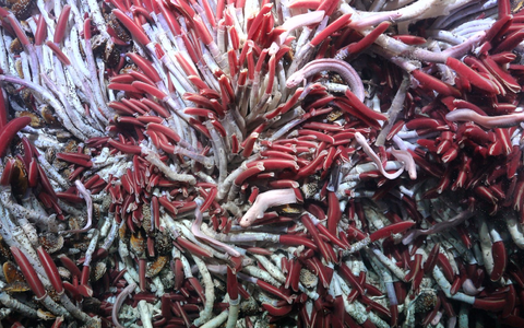 Es wurden Experimente durchgeführt, bei denen die Theorie der Ausbreitung von Arten durch Risse in der Erdkruste getestet wurde. - Foto: Rov Subastian/Schmidt Ocean Institue/dpa