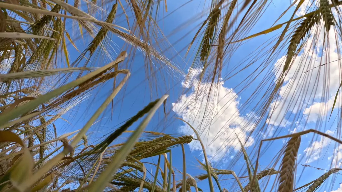 Reifes Getreide steht auf einem Feld vor leicht bewölktem Himmel. - Bild: Bernd Weißbrod/dpa