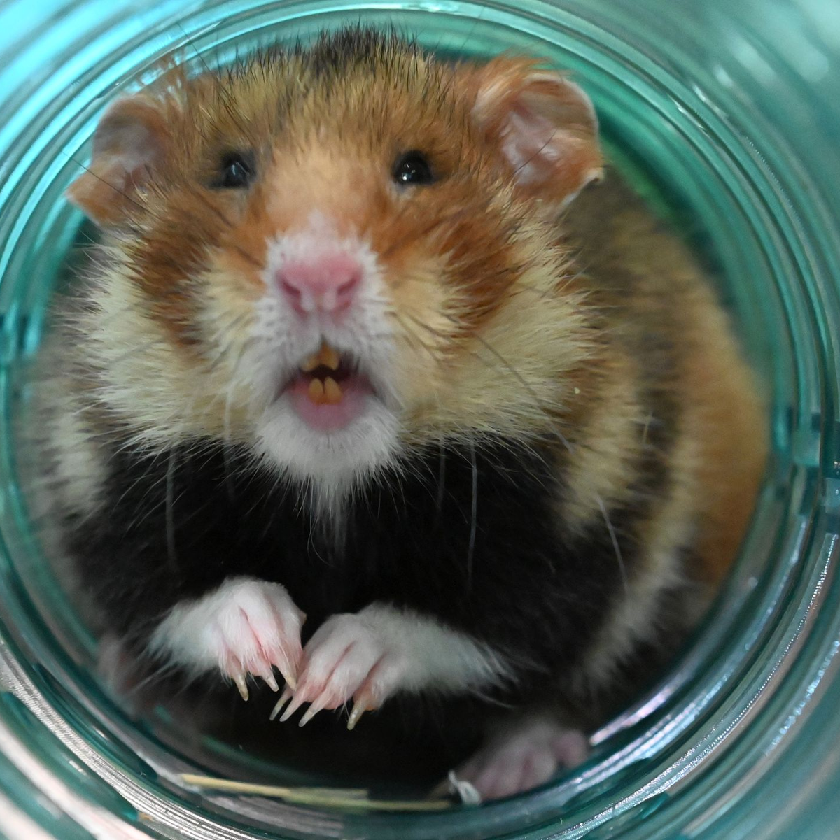 Feldhamster wurden früher lange bekämpft. Heute werden die Populationen kleiner. - Foto: Axel Seidemann/dpa