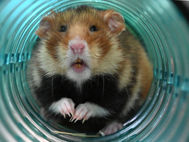 Feldhamster wurden früher lange bekämpft. Heute werden die Populationen kleiner. - Foto: Axel Seidemann/dpa