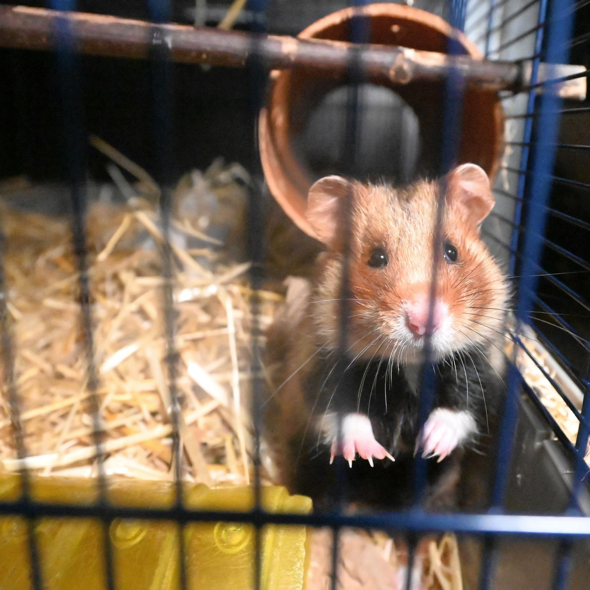Im Zoo Heidelberg werden Feldhamster gezielt zum Erhalt der Art gezüchtet und anschließend ausgewildert. - Foto: Axel Seidemann/dpa