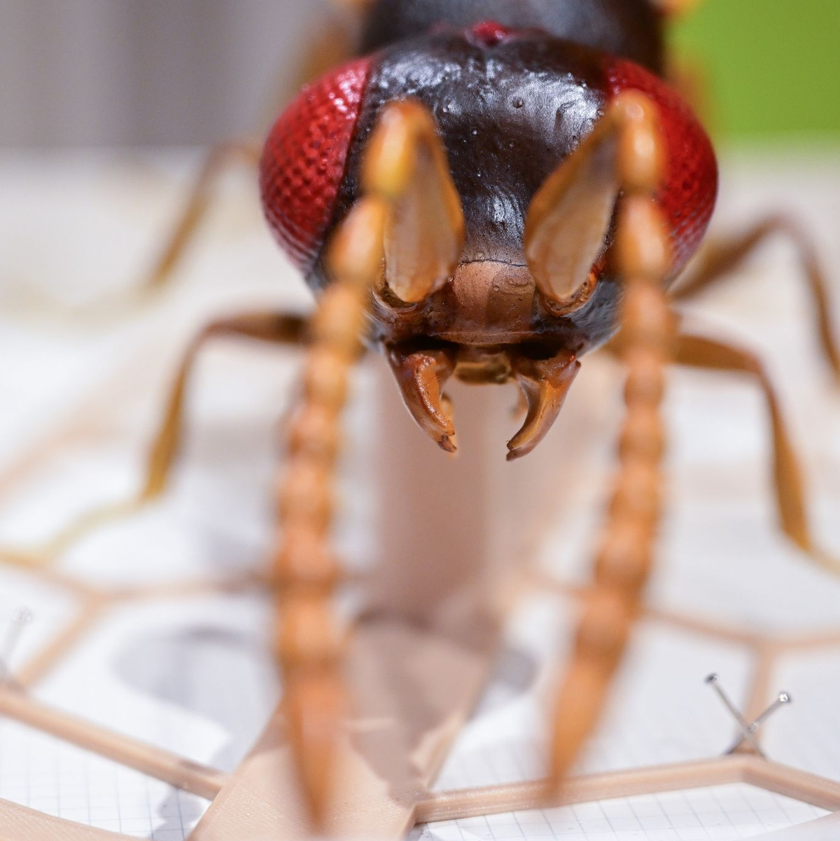 Ein Modell der Wespe «Aphanogmus kretschmanni», die nach Baden-Württembergs Ministerpräsidenten Winfried Kretschmann benannt wurde. - Foto: Bernd Weißbrod/dpa