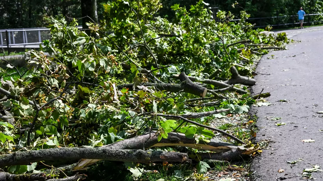 Umgestürzte Bäume und abgebrochene Äste nach dem Unwetter in Erfurt. - Bild: Jens Kalaene/dpa