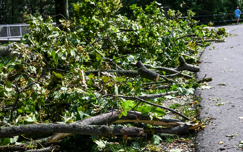 Umgestürzte Bäume und abgebrochene Äste nach dem Unwetter in Erfurt. - Foto: Jens Kalaene/dpa