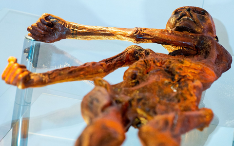 Ein Replikat des 1991 in den Ötztaler Alpen entdeckten Steinzeitmenschen «Ötzi» im Museum für Naturkunde in Magdeburg. - Foto: Klaus-Dietmar Gabbert/dpa-Zentralbild/dpa