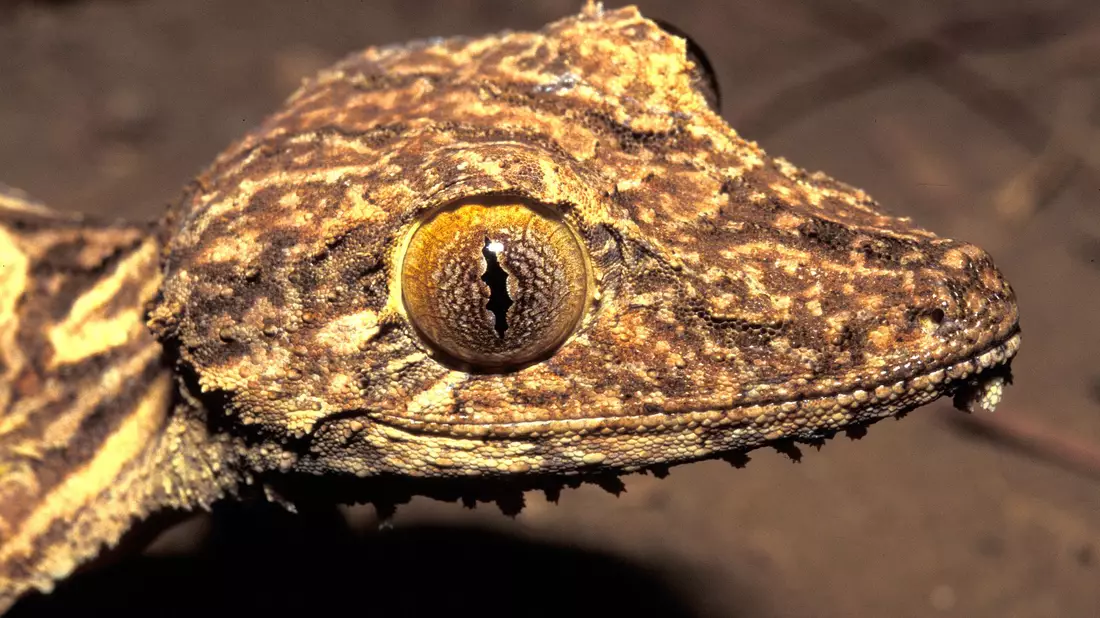 Ein Blattschwanzgecko aus Madagaskar. - Bild: Jörn Köhler/SNSB-ZSM/dpa