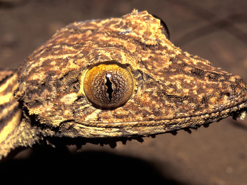 Ein Blattschwanzgecko aus Madagaskar. - Foto: Jörn Köhler/SNSB-ZSM/dpa