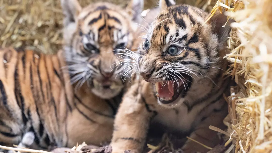 Die kleinen Sumatra-Tiger erkunden ihre Umgebung. - Bild: Boris Roessler/dpa