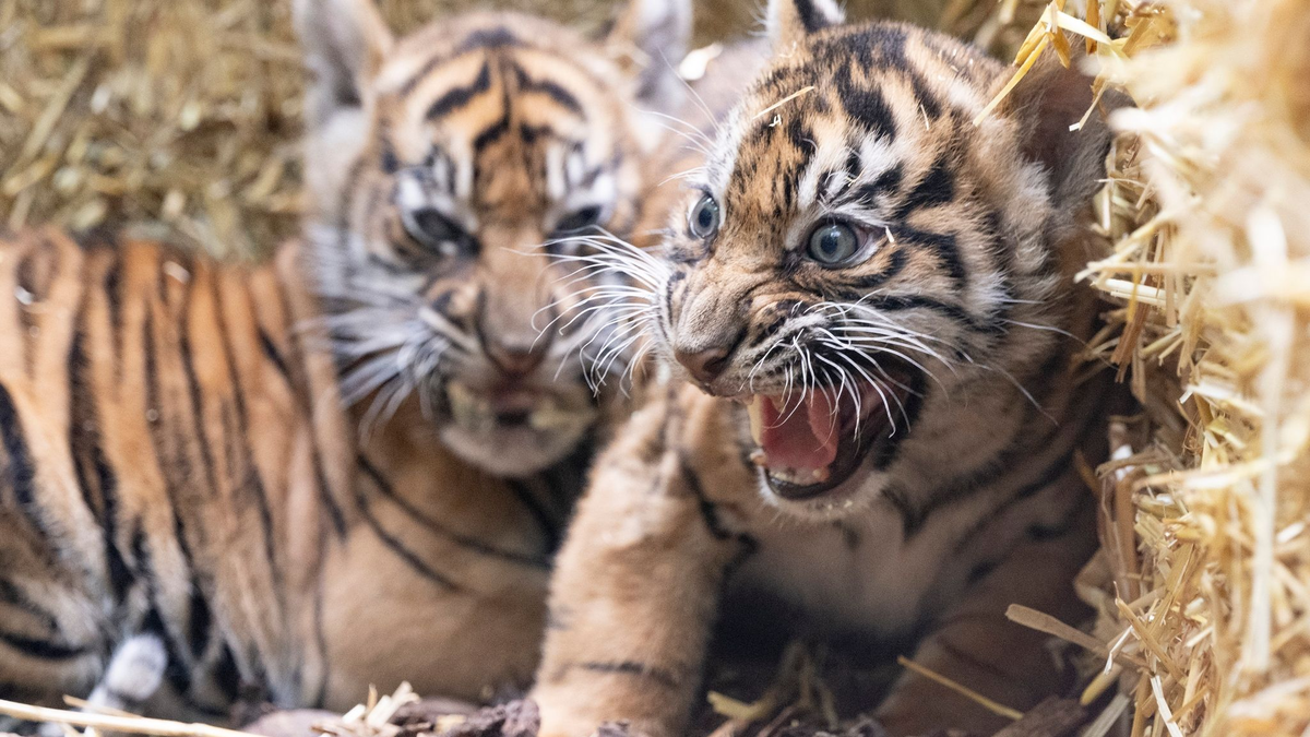 Die kleinen Sumatra-Tiger erkunden ihre Umgebung. - Foto: Boris Roessler/dpa