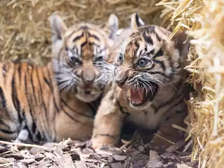Die kleinen Sumatra-Tiger erkunden ihre Umgebung. - Foto: Boris Roessler/dpa