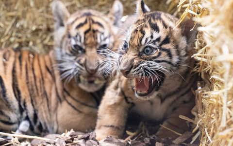 Die kleinen Sumatra-Tiger erkunden ihre Umgebung. - Foto: Boris Roessler/dpa