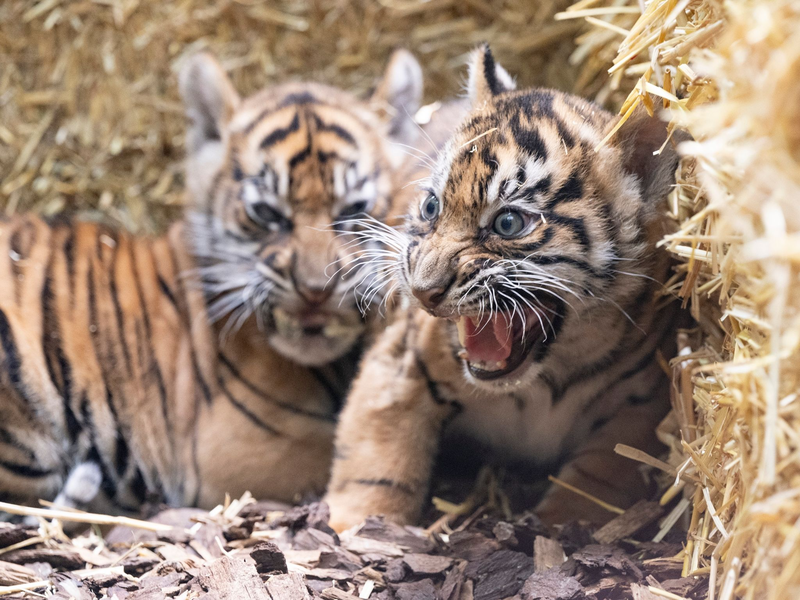 Die kleinen Sumatra-Tiger erkunden ihre Umgebung. - Foto: Boris Roessler/dpa