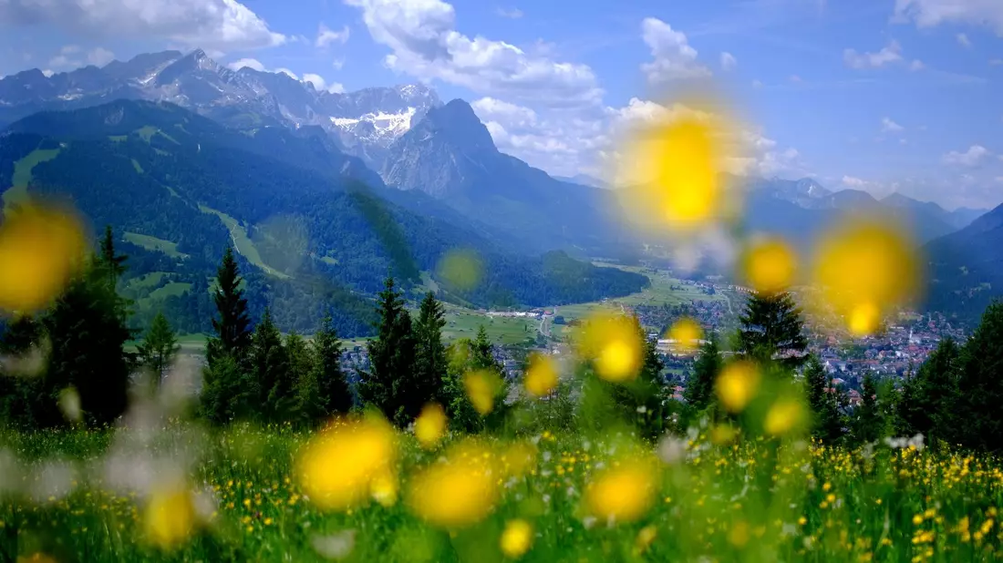 Sommer in den Bergen: Blumen blühen auf einer Wiese am Wank in Bayern, im Hintergrund sind die Gipfel des Wettersteins mit der Zugspitze zu sehen. - Bild: picture alliance / Sven Hoppe/dpa
