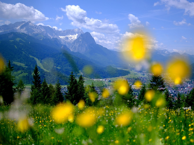 Sommer in den Bergen: Blumen blühen auf einer Wiese am Wank in Bayern, im Hintergrund sind die Gipfel des Wettersteins mit der Zugspitze zu sehen. - Foto: picture alliance / Sven Hoppe/dpa