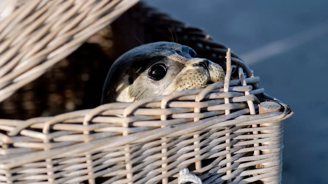 Drei Seehunde schwimmen am Ostende der Insel Juist in der Nordsee. Nach einer erfolgreichen Aufzucht in der Seehundstation Norddeich sind die ersten Heuler ausgewildert worden. - Bild: Hauke-Christian Dittrich/dpa