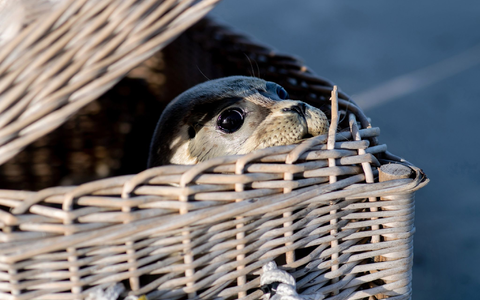 Drei Seehunde schwimmen am Ostende der Insel Juist in der Nordsee. Nach einer erfolgreichen Aufzucht in der Seehundstation Norddeich sind die ersten Heuler ausgewildert worden. - Foto: Hauke-Christian Dittrich/dpa Drei Seehunde schwimmen am Ostende der Insel Juist in der Nordsee. Nach einer erfolgreichen Aufzucht in der Seehundstation Norddeich sind die ersten Heuler ausgewildert worden. - Foto: Hauke-Christian Dittrich/dpa
