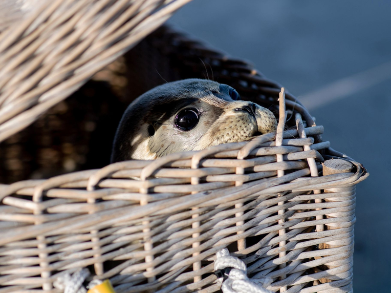 Drei Seehunde schwimmen am Ostende der Insel Juist in der Nordsee. Nach einer erfolgreichen Aufzucht in der Seehundstation Norddeich sind die ersten Heuler ausgewildert worden. - Foto: Hauke-Christian Dittrich/dpa