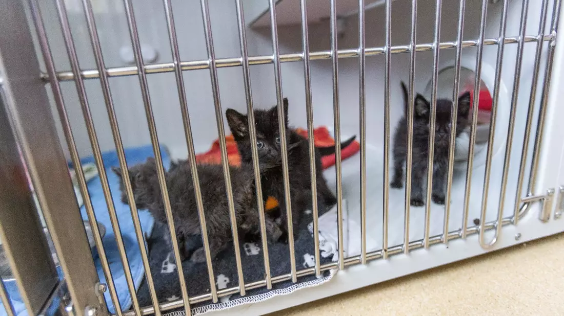 Katzenbabys sind in einem Quarantänebereich des Tierheims Lahr in einem Zwinger untergebracht. - Bild: Philipp von Ditfurth/dpa