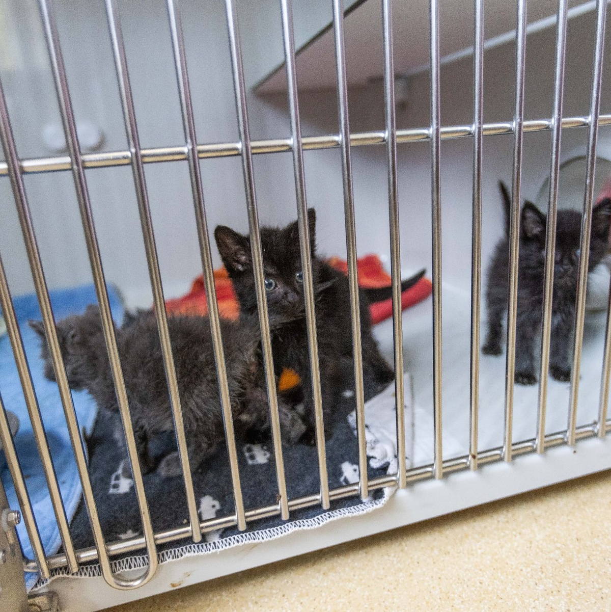 Katzenbabys sind in einem Quarantänebereich des Tierheims Lahr in einem Zwinger untergebracht. - Foto: Philipp von Ditfurth/dpa